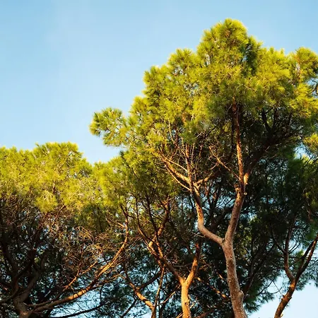 호텔 Parco Dei Pini - 100mt Dal Mare 폴로니카